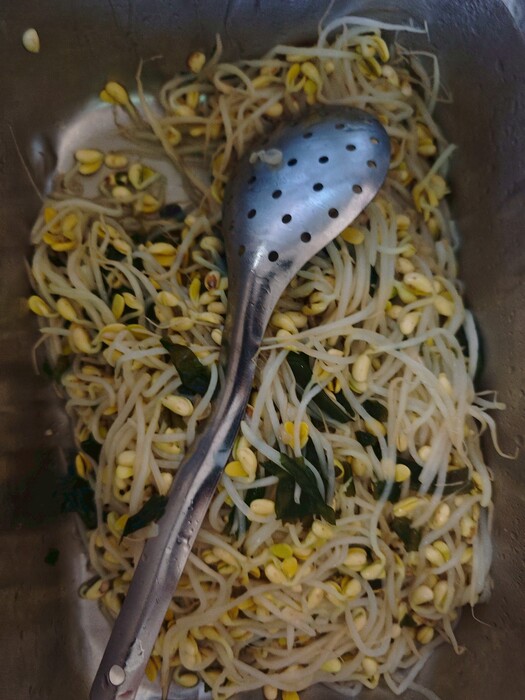 香油黃芽圖片